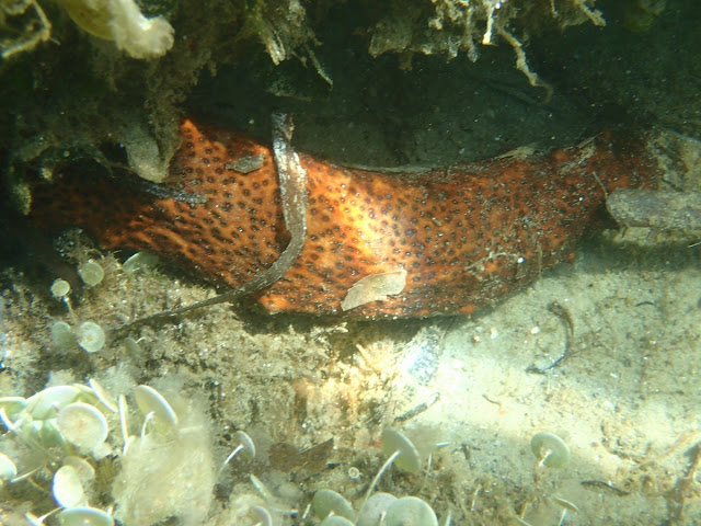 Holothuria poli