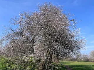 Blossoming tree in Mostyn Gardens