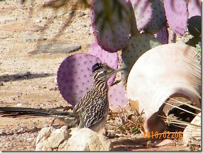 road runner in the cactus garden