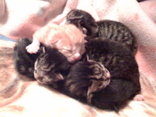 Those Kittens