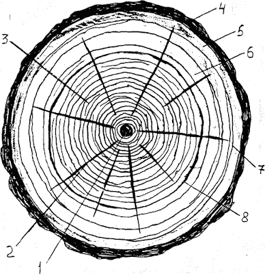 Поперечный разрез ствола:   1 - сердцевина, 2 - сердцевинные лучи; 3 - ядро,  4 - пробковый слой; 5 - лубяной слой; 6 - заболонь; 7 - камбий; 8 - годичные слои.