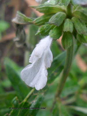 Common Leucas, Leucas aspera