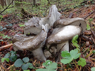 Hygrophorus marzuolus wodnicha marcowa