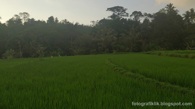 Wallpaper Sawah Padi Hijau