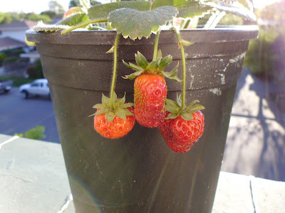 Strawberries ripened