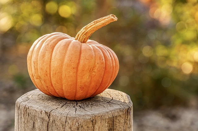 Can Dogs Eat Pumpkins? Is Pumpkins Safe For Dogs?