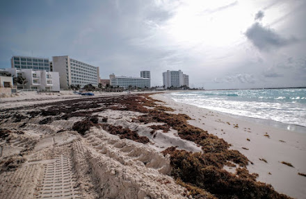 Aparecen primeras manchas de sargazo (moderado) en Playa Gaviota de la Zona Hotelera Cancún