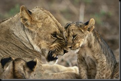 Misbehaving Cub, Masai Mara Game Reserve, Kenya