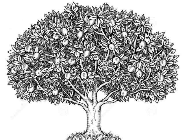 Gambar sketsa pohon mangga