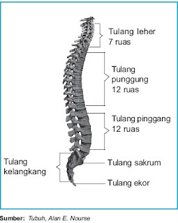 Skeleton aksial yakni skeleton yang merupakan sumbu Pintar Pelajaran Skeleton Rangka Aksial : Struktur dan Fungsi