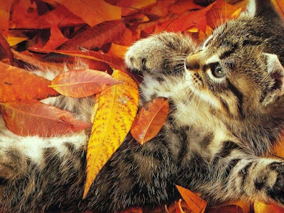foto de gatito jugando con hojas 