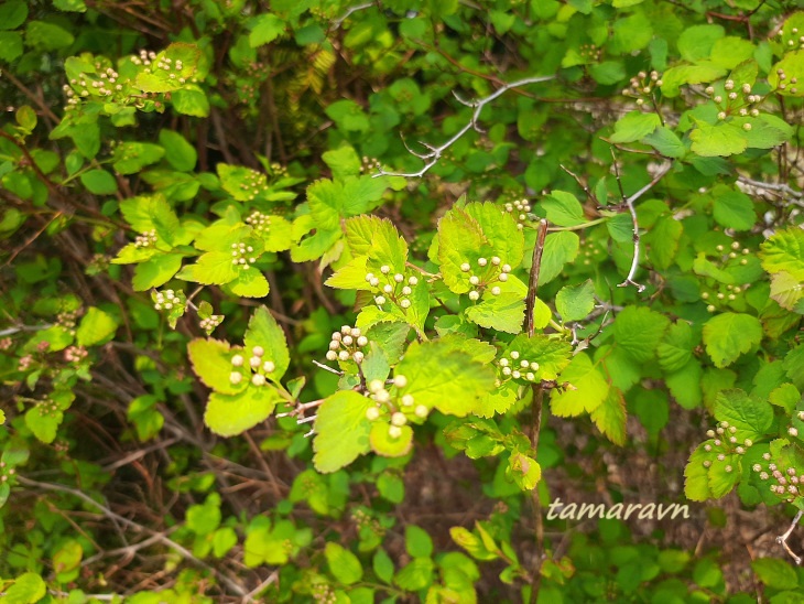 Спирея уссурийская / Таволга уссурийская (Spiraea ussuriensis)