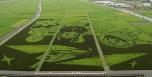 Plantação de arroz no Japão