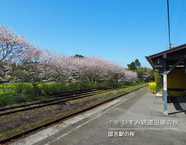 いすみ鉄道沿線の桜☆国吉駅の桜