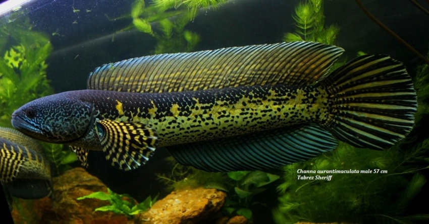 Jenis Jenis Ikan Channa Asiatica – Marulioides