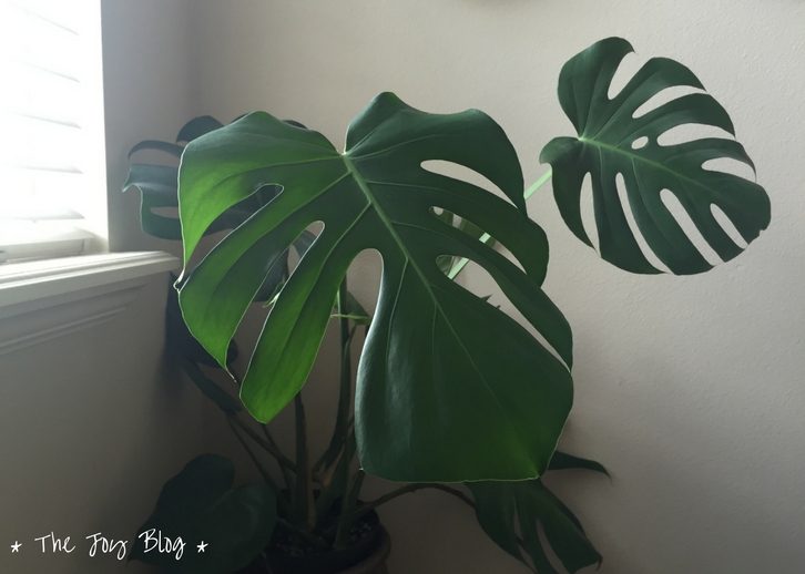 Repotting the Monster - Monstera Deliciosa // WWW.THEJOYBLOG.NET