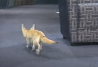 Fennec Fox runs away