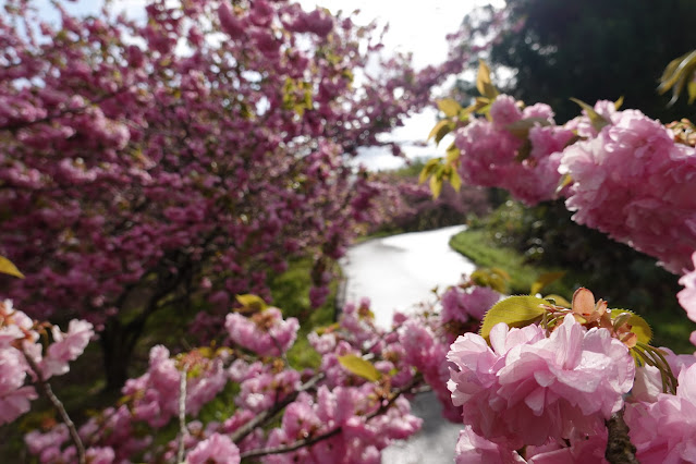 鳥取県西伯郡伯耆町小林 マウンテンストリームきしもと ヤエザクラ（八重桜）