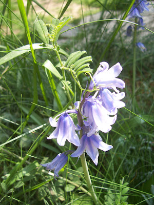 Photo de fleurs de jacinthe des bois