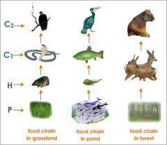 SCIENCE YEAR 5 : FOOD CHAIN IN DIFFERENT HABITATS