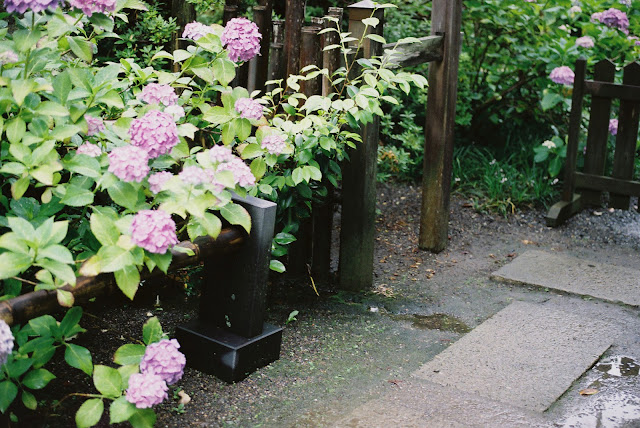 pink hydrangeas and a path