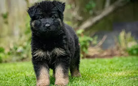  Discovering the Charms of Black German Shepherds: Sorting Myths from Realities
