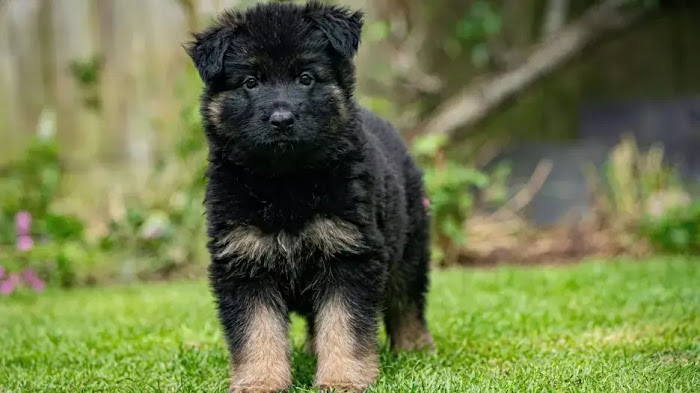  Discovering the Charms of Black German Shepherds: Sorting Myths from Realities