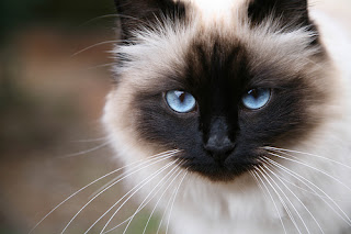 birman cat breeders info pets kittens animal domestic