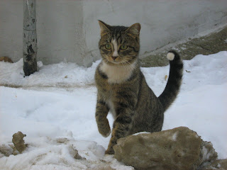 Spring Multi-Coloured Young Cat