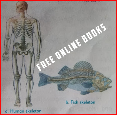 Fig 1.4 :-Human skeleton and fish skeleton