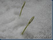 snødrop