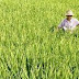 Santana dos Garrotes no Vale do Piancó se destaca na produção de arroz