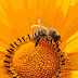 Honey bee bite Home Remedies | Bee sting swelling treatment
