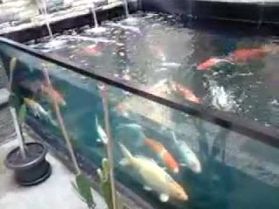 cara memelihara ikan koi supaya cepat besar,cara merawat ikan koi di aquarium,cara merawat ikan koi di kolam terbuka,cara membesarkan ikan koi dengan cepat,