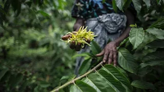 At the expense of the people of the Comoros Get to know the dark side of the luxury French perfume industry Luxury French perfumery relies extensively on oils from the Comoros, especially the ylang ylang flower. While local labor suffers from exploitation in the process of producing these oils, farms and distilleries also harm the environment in the Arab archipelago.  Comoros is famous for its exports of aromatic plants and essential oils, mainly vanilla, cloves and ylang-ylang. These three products represent about 70% of what the country exports abroad, as they are used in the manufacture of luxury perfumes and cosmetics.  On the other hand, behind the enchanting aroma of these perfumes lies great suffering, which is endured by local workers, whether in the picking or distillation process, as they are exploited by international perfume companies for meager wages. The cultivation of these plants and the production of these oils pose a threat to the forest cover in the Comoros.  While France comes at the top of the list of importers of these lunar products, in particular the luxury French perfume industry, as it has more than a quarter of the oils and aromatic plants that the archipelago exports. This makes it the first responsible for the poor conditions suffered by workers in the sector there.  Pain ylang ylang  Comoros fulfills more than half of the world's demand for ylang-ylang oil. And in 2022 , these exports represented between 15 and 20% of the country's export revenues, exceeding $ 2.5 million, which made this aromatic plant worthy of the title "Princess of the Comoros".  In the fields, the situation is far from being poetic of that title, where the harvest workers, most of whom are women, work for long hours a day, in conditions that lack any sanitary conditions or protection of any kind, for a price that does not exceed 6.5 dollars a day.  This is the reality revealed by a recent investigation by the French "Mediapart" website, quoting an expert in ylang-ylang affairs, Silati Mbaye, that in "the best conditions" female pickers work for 6 euros ($6.5) per day, and this figure can drop to less depending on what is needed. It will be paid by the foreign importer.  While the men, who run the distillery, are not in the best condition. The investigation reports that distillers receive between 15 and 20 euros ($10.8 and $21) for each distillation cycle, which can last from 10 to 16 hours.  These bonuses are "minimal compared to what luxury brands will gain: we are clearly losing," explained the lunar expert, Silati Mbaye. The essential oils of ylang-ylang are collected by European companies, mostly French, and then sold to manufacturers of luxury cosmetics and perfumes.  In terms of numbers, according to the "Mediapart" investigation, the price per kilogram of untreated ylang-ylang flowers ranges from 50 to 60 cents, while the price of oils does not exceed two euros ($2.1). On the other hand, the prices of the famous French "Dior Chanel No. 5" perfume, in which ylang-ylang oil is mainly used, range from 75 euros ($80.75) for a 35-ml bottle to 246 euros ($265) for a 200-ml bottle.  Threat to the forest sector  In contrast to all this suffering endured by ylang-ylang workers and their exploitation in the labor market, while international brands, and French ones in particular, reap huge profits from their toil, there is a greater danger that threatens the forest sector, through the devastation of ylang-ylang fields into the forests of the archipelago, and the use of distillation units. to burn intensively.  The areas cultivated with ylang ylang in the Comoros are about 500 hectares, and they are always likely to expand , with farmers searching for new fertile lands to obtain abundant production, instead of depleted lands.  In addition to this, the distillation units combined consume the equivalent of 910 kilograms of firewood per distillation cycle. What makes the production of ylang ylang, according to the regional director of forests and environment on the island of Henzuen Bakr Zahlat, contribute to between 15 and 20% of the destruction of the forest cover in the archipelago.