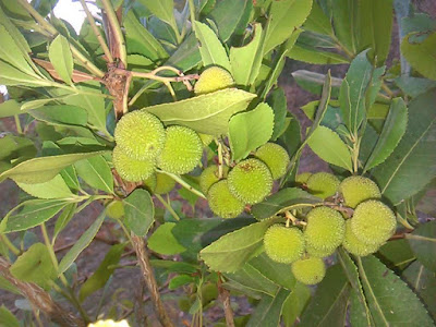 arbol de madroño