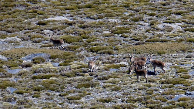 Grupo de Cabras montesas