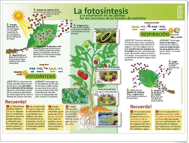 LA FOTOSÍNTESIS (Infografía de Ciencias Naturales)