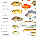 List Of Fishes Of Florida - Florida Fresh Water Fish