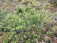 Plant de myrtillier avec ses fleurs et jeunes feuilles