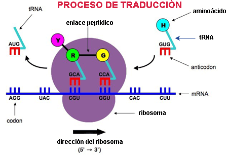 Proceso de traducción