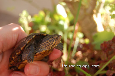 Cría de Kinosternon cruentatum