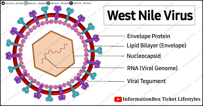 West Nile Virus (WNV) - Virology by Doctor-Dr