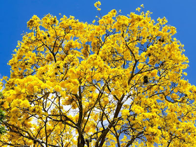 Cara Menanam Pohon Tabebuya Mirip Bunga Sakura Yang Terkenal Memiliki Warna Yang Cantik Dan Menarik