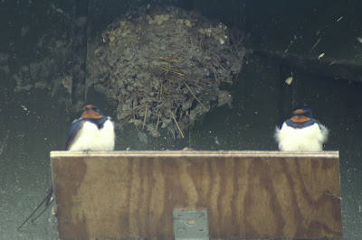 Boereswel - Boerenzwaluw - Hirundo rustica