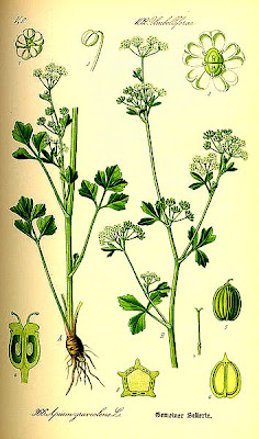 Celery / Apium graveolens