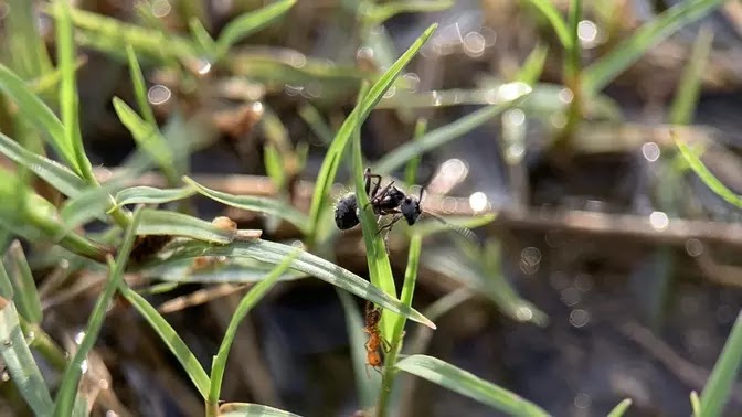 Foto semut hitam memanjat rumput