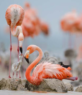 Foto Burung Flamingo Kasih Makan Anaknya