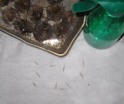 Testing echinacea seeds for viability