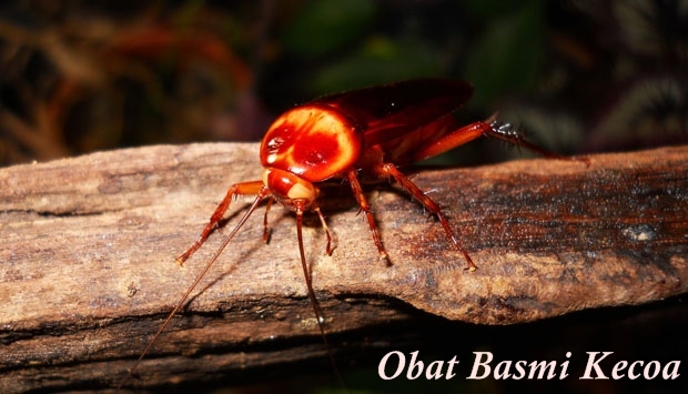 Obat Basmi Kecoa